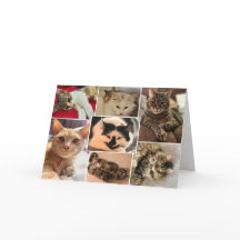 Kitties du comté de Johnston