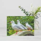 Carte Kittiwakes à pattes rouges (Debout devant)
