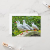 Carte Kittiwakes à pattes rouges (Devant/Arrière en situation)
