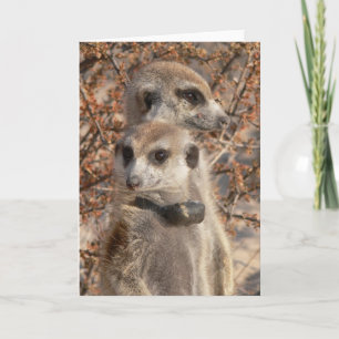 Carte KMP 4 - Jo Jo Bonjour et Habusu