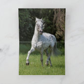 Carte Knabstrupper Stallion exécute Horse Grey Card (Intérieur)