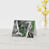 Carte Koala (Fleur jaune)