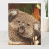 Carte Koala (Devant)