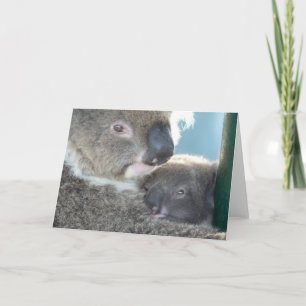 Carte Koala Bears