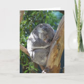 Carte Koala dormant dans l'arbre (Devant)