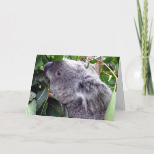 Carte koala mange