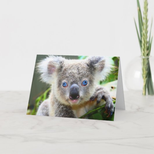 Carte Koalas (Devant)