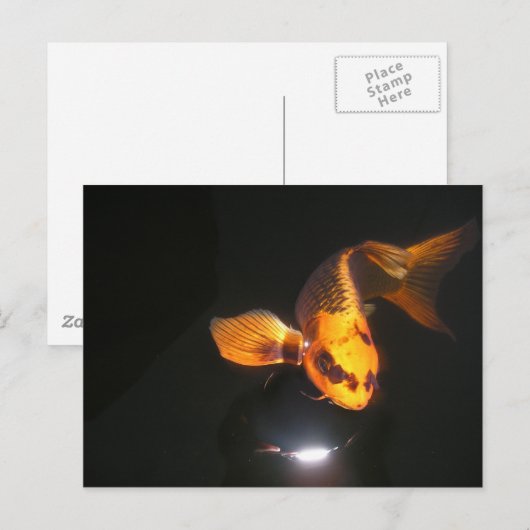 Carte Koi Post non écrasée (Devant / Derrière)