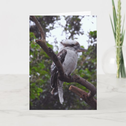 Carte Kookaburra (Devant)