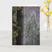 Carte La brume neigeuse dans la forêt (Fleur jaune)