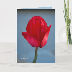 Carte La couleur rouge