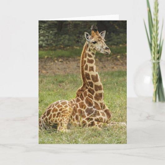 Carte La faune de Giraffe (Devant)