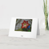Carte La Faveur de Dieu, Stargazer Amaryllis (Dos)