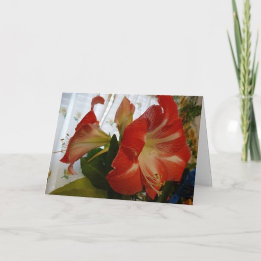 Carte La Faveur de Dieu, Stargazer Amaryllis (Devant)
