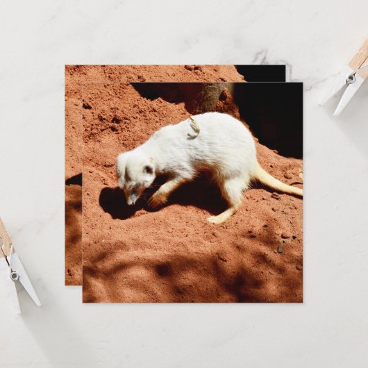 Carte La forêt de la nature : Blancs de Meerkat creuser  (Devant/Arrière en situation)