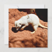 Carte La forêt de la nature : Blancs de Meerkat creuser  (Devant)