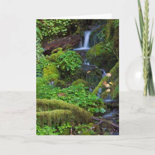 Carte La forêt tropicale automautomne | Parc national ol (Devant)