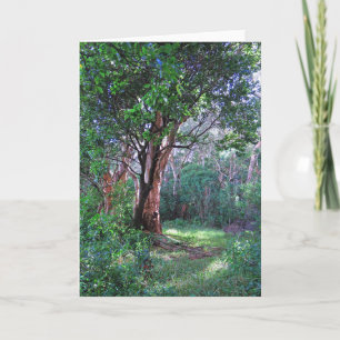 Carte La forêt tropicale hawaïenne