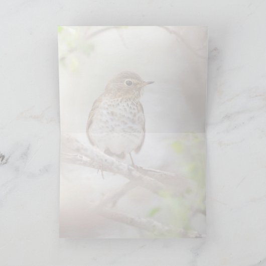 Carte La grive de Swainson (Intérieur)