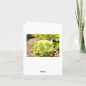 Carte La LAITUE prient (Dos)