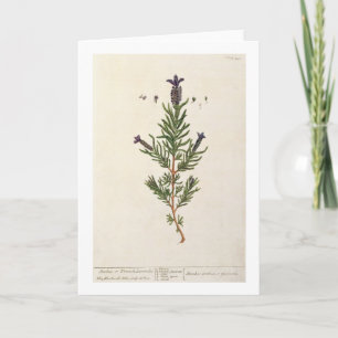 Carte La lavande française, plaquent 241 'd'un Herbal