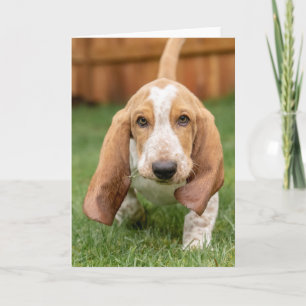 Carte La Marche des chiots de Basset