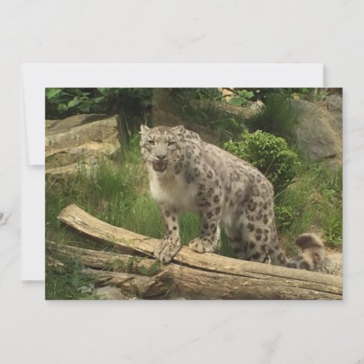 Carte La panthère (Devant)