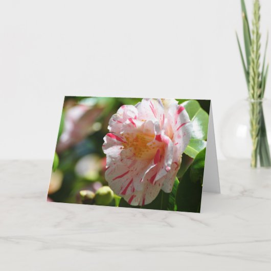Carte La Peppermint Camellia Close - Art Cadre (Devant)