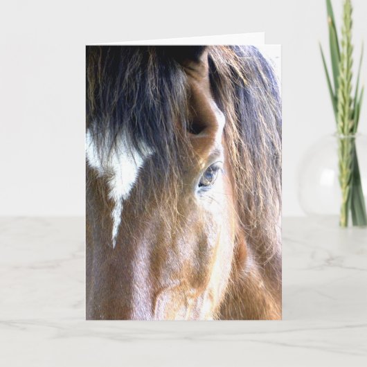 Carte La photographie d'âme de visage de cheval de gros  (Devant)