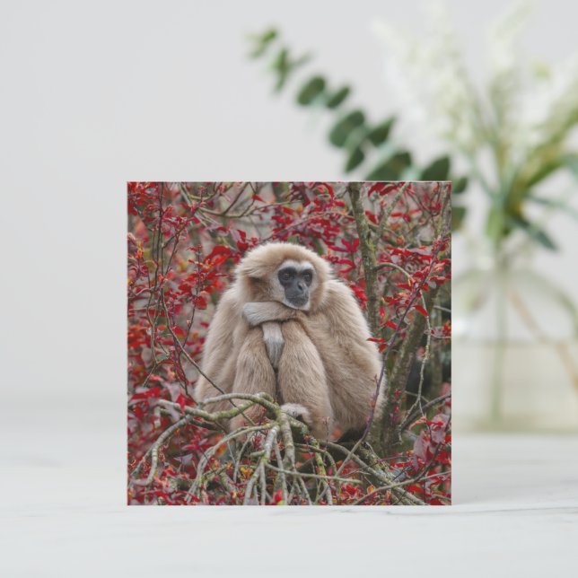 Carte La solitude de Gibbon (Debout devant)