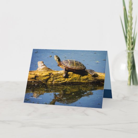 Carte La tortue (Devant)