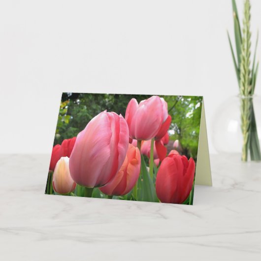 Carte La tulipe de printemps rose et rouge fleurit (Devant)