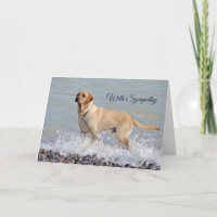Lab Yellow Dog Water Photo Sympathie