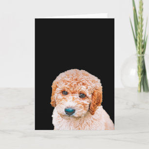 Carte Labradoodle Chiot