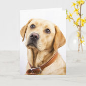 Carte Labrador (Fleur jaune)