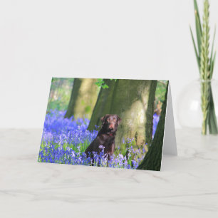 Carte Labrador Brown dans les jacinthes des bois