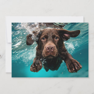 Carte Labrador chocolat joueur nageant sous l'eau