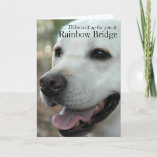 Carte Labrador Retriever sympathy2