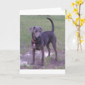 Carte lacy bleu complet (Fleur jaune)