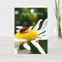 Ladbybug et Daisies