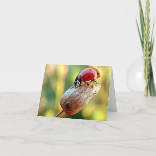 Carte Ladtbug (Devant)