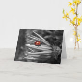 Carte Lady Bug sur une marguerite (Fleur jaune)