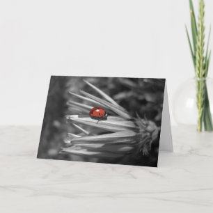 Carte Lady Bug sur une marguerite