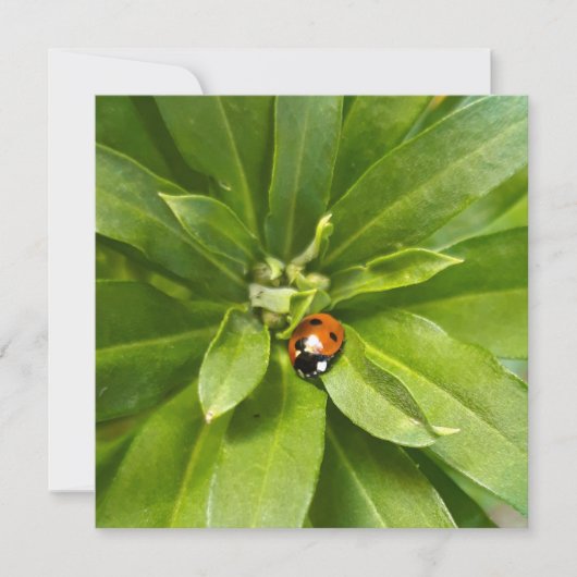 Carte Ladybug (Devant)
