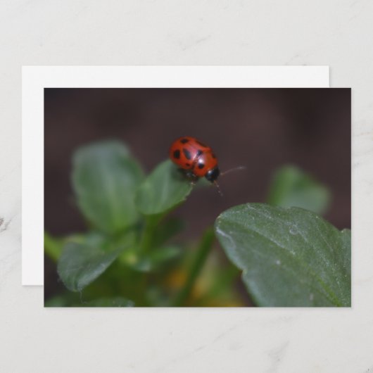 Carte Ladybug (Devant / Derrière)