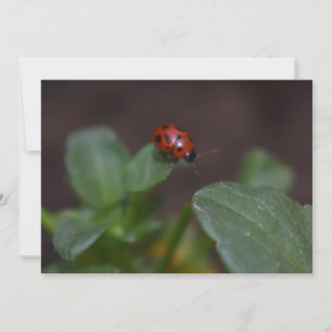 Carte Ladybug