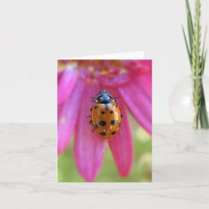 Carte Ladybug