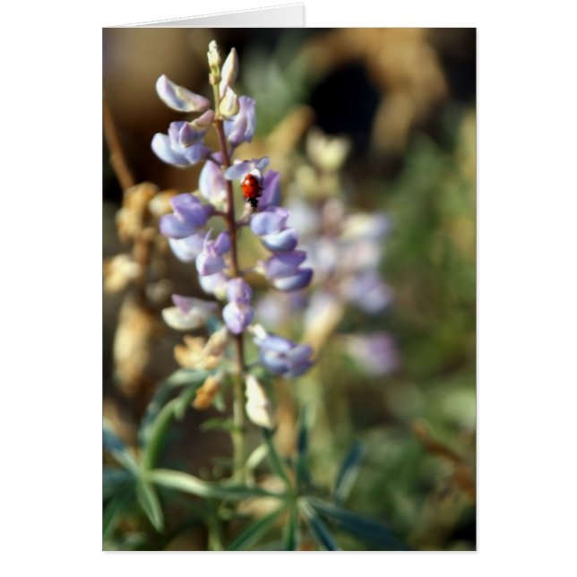 Carte Ladybug (Devant)