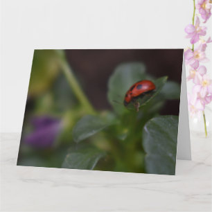 Carte Ladybug