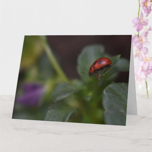 Carte Ladybug (Orchidée)